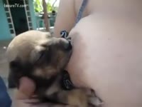 [ Pet XXX Tube ] Bitch is breastfeeding puppies